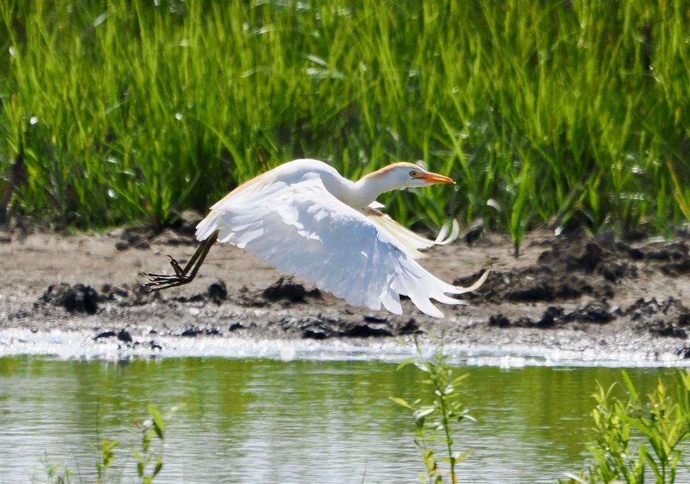 Cattle Egret