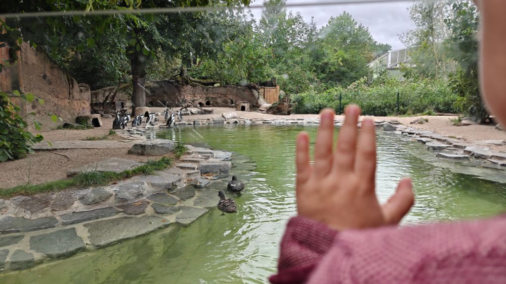 A small hand against glass through which you can see a penguin enclosure with penguins in it