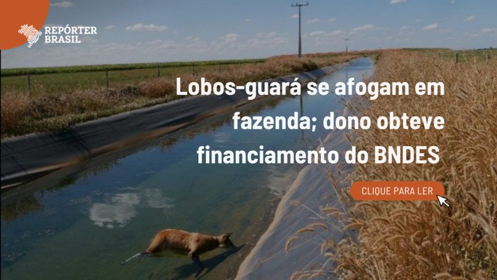 Lobos-guará se afogam em fazenda; dono obteve financiamento do BNDES