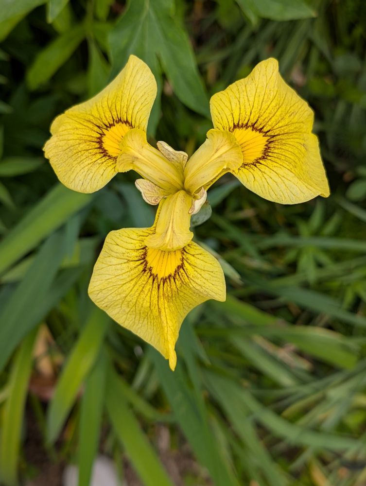 Chance Beauty, yellow tall Iris about 5ft tall with beautiful eye lashes 
