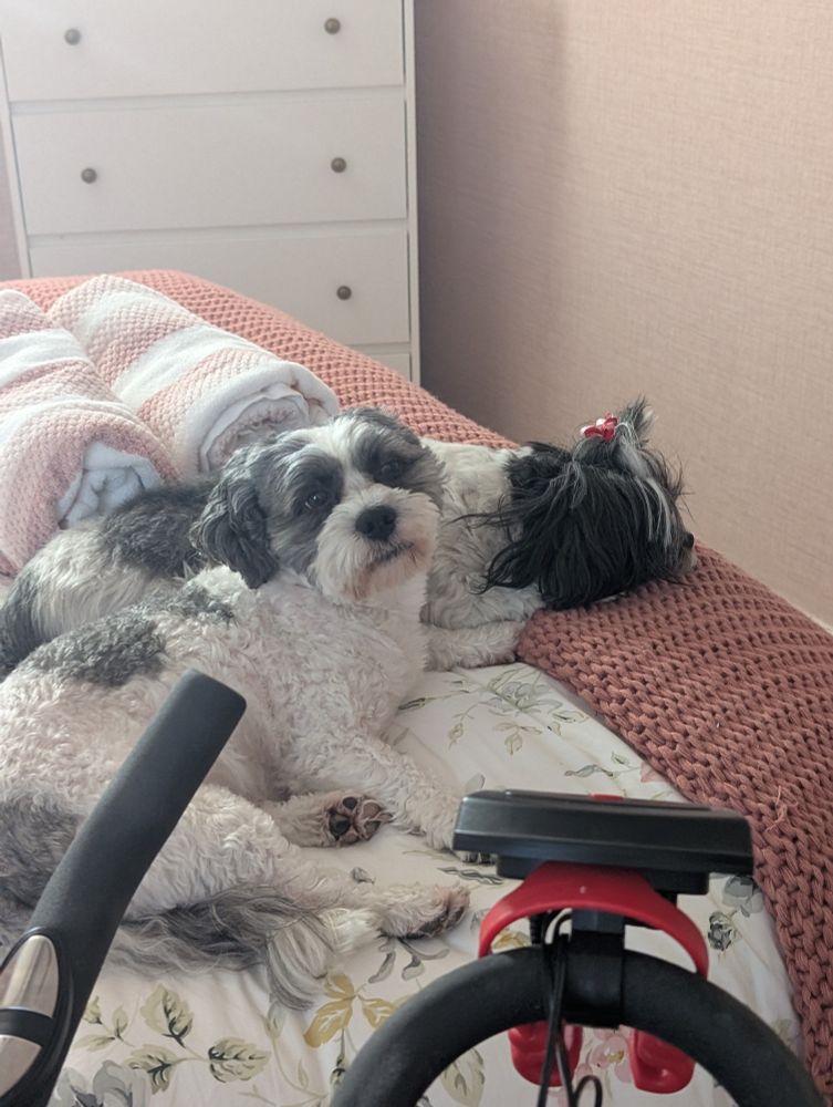 #dogs lying on a bed