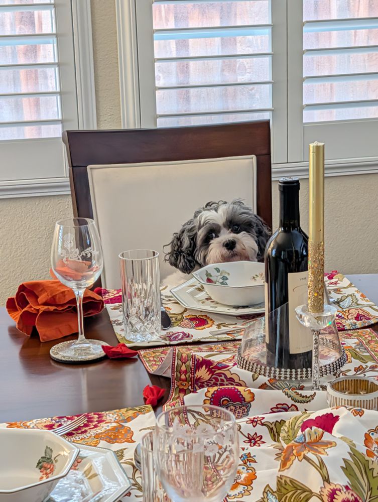 Dog sitting at table ready for Thanksgiving dinner