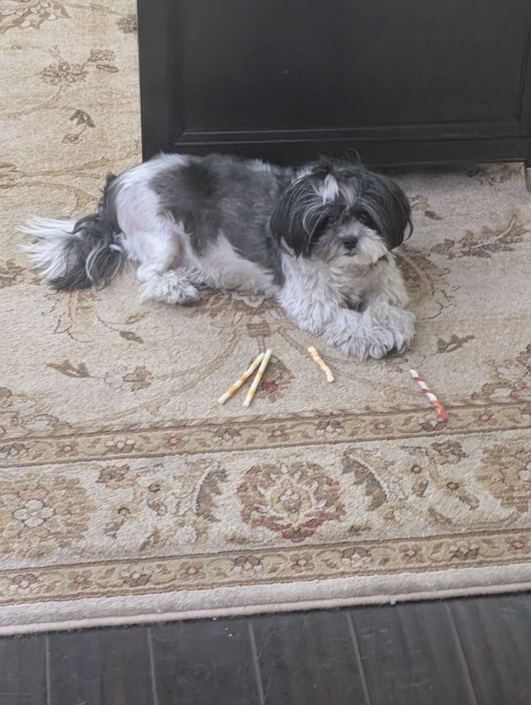 Dog sitting with bones
