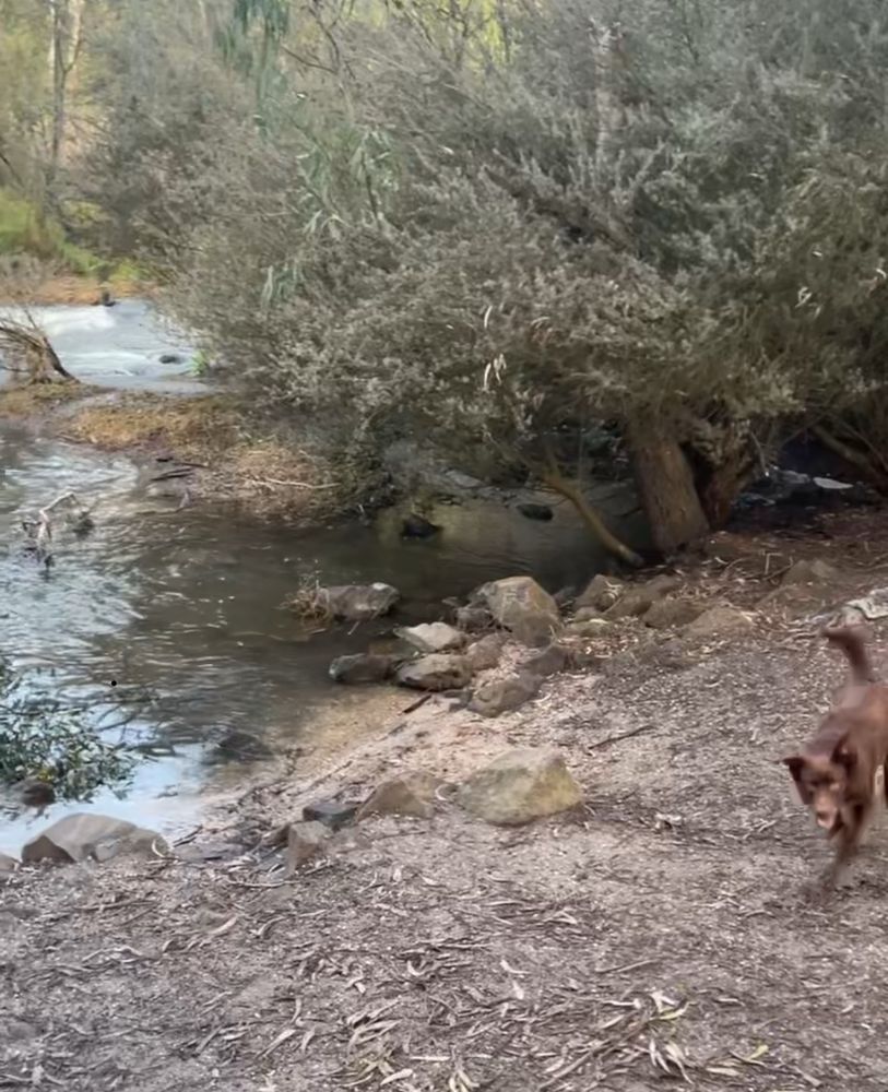 A bit of a blurry pic shown to me and I have used it here, that was taken after rains and the Barwon river was flowing. 
We were able to walk across paddocks to get there, but now a new estate has gone up so just takes a little longer to walk. 