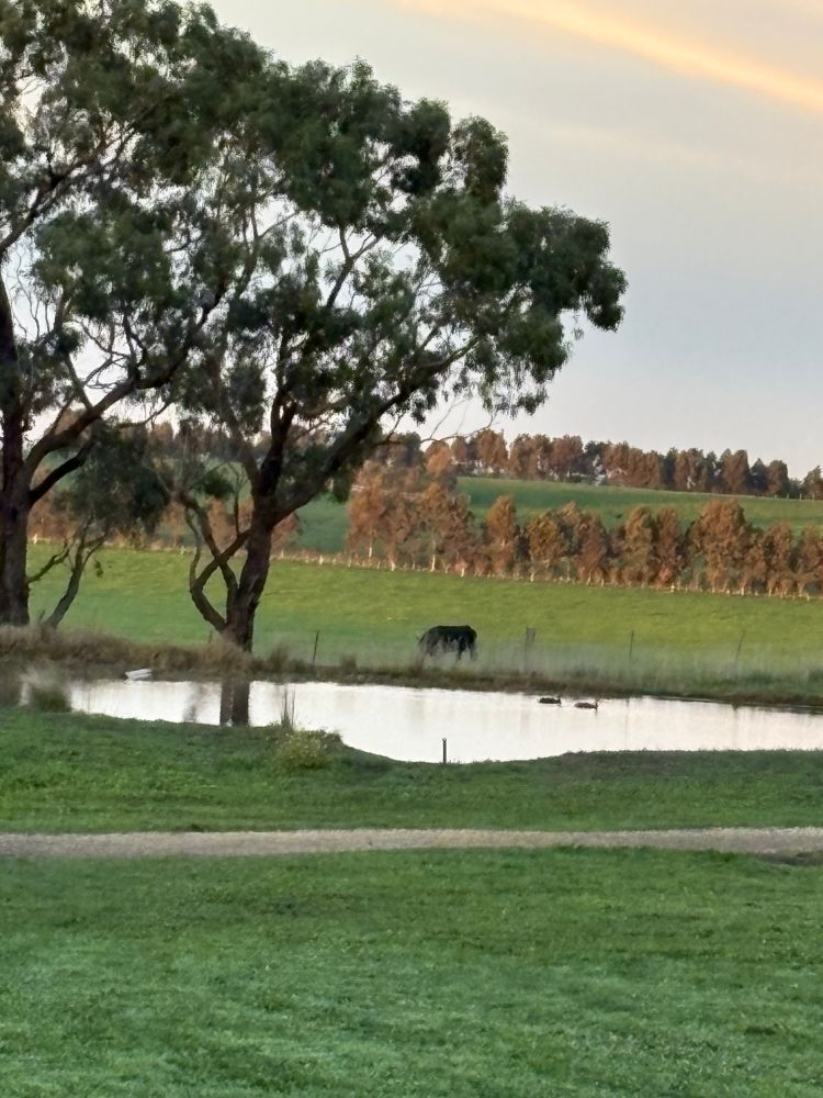 Large parcel of land showing a dam and cow in background that was donated to council by a generous farmer,  fully fenced for locals to enjoy with also Tennis court and BBQ and other facilities. 