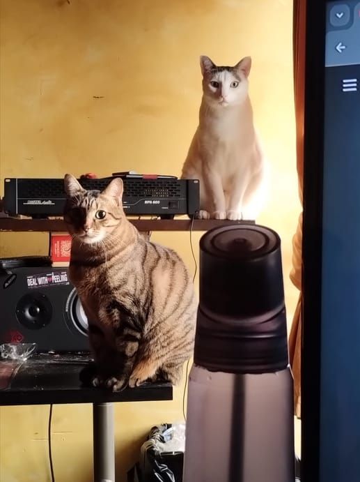 My two cats, Minou (the white one) and Zizou (the striped one) are sitting on the recording desk staring at me and it looks like they're plotting something nefarious...
