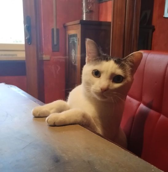 Our white cat, Minou, sitting at the kitchen table, irritated we're not sharing our dinner