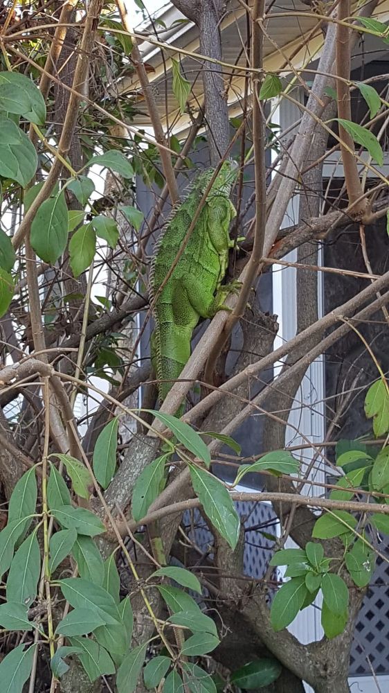 Green iguana up in a tree.