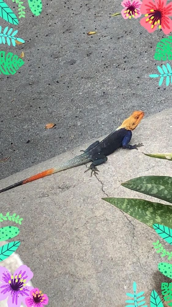 Rainbow headed agama. Dark green and blue lizard with an orange yellow head and a tail that goes from light green to off white to orange to green blue.