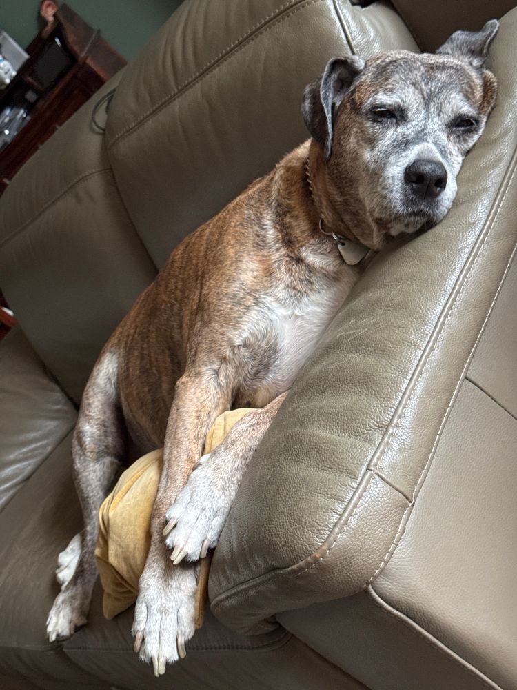 Hund liegt entspannt auf dem Sofa.