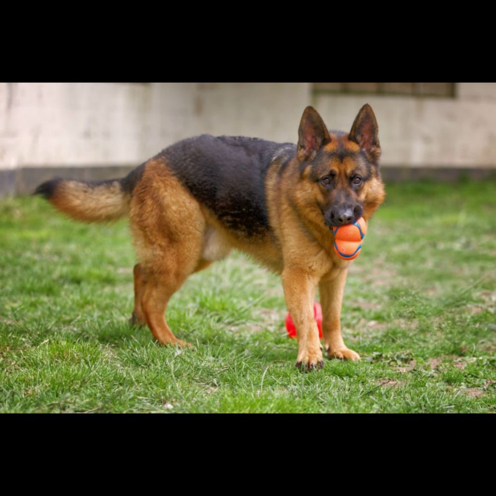 Rocky - German Shepherd Rescue Elite