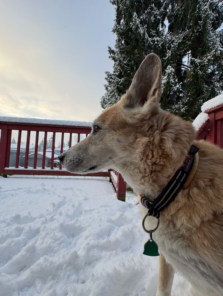 photo of a mixed-breed dog with orange-ish medium-length fur and large pointed ears gazing off with the diffused natural light reflecting in his eyes. he’s on a deck covered with snow with a snow-covered pine tree beyond the deck, and a vast thin-cloudy/hazy sky beyond