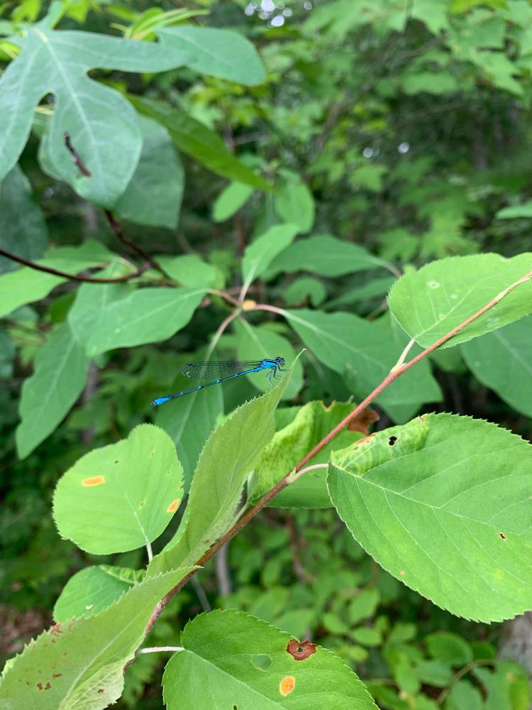 A bright blue dragonfly with transparent black lines wings, perched on a leaf 