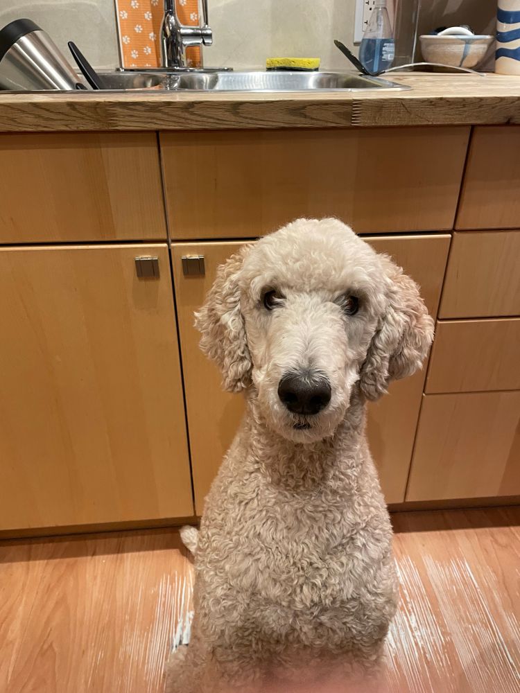 Monty the apricot standard poodle, listening intently.