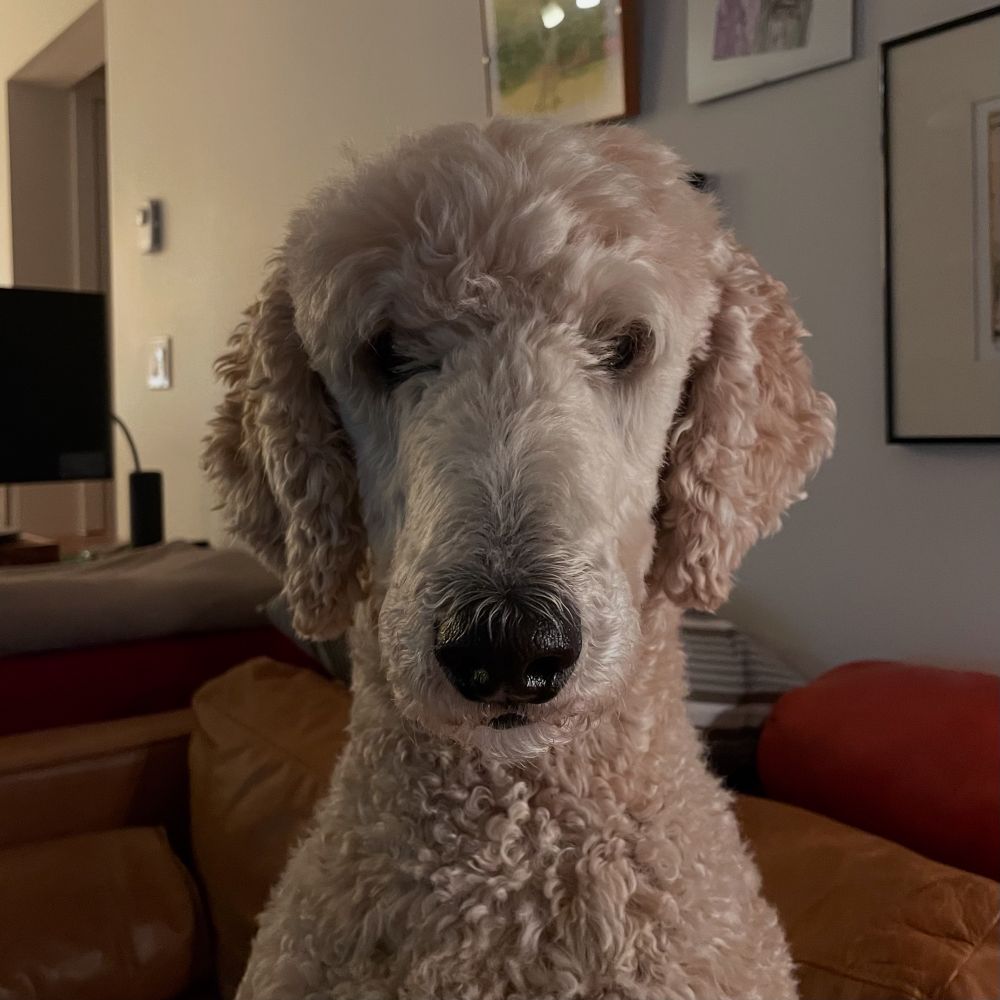 An apricot standard poodle sitting on a couch. Staring. Just staring.