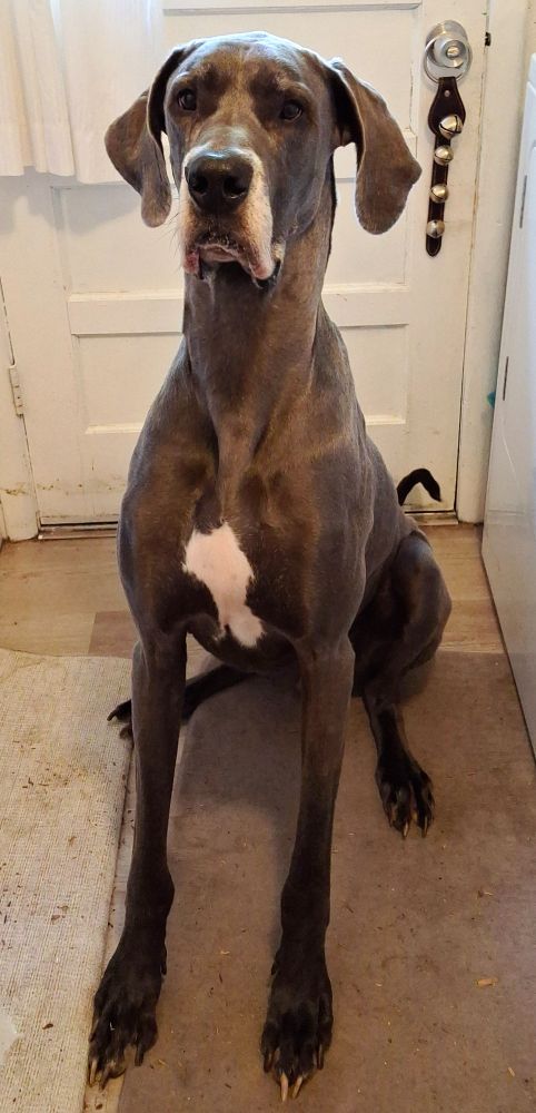 Furry Friday: Happy 9th Jasper
