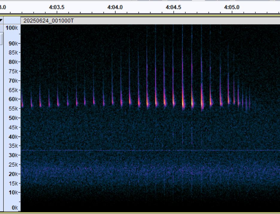 Spectrogram showing echolocation calls of Soprano Pipistrelle
