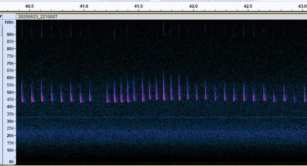 Spectrogram showing echolocation calls of Common Pipistrelle