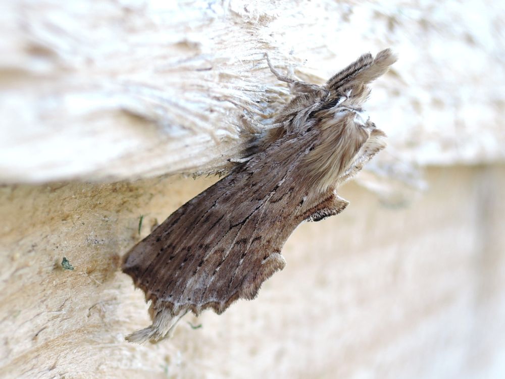 Pale Prominent moth on wooden shed panel