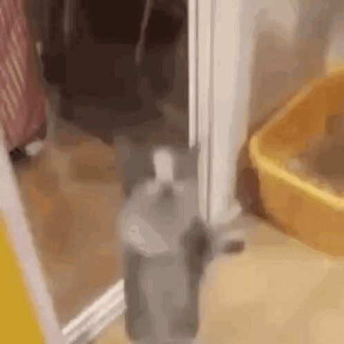 a cat is walking through a doorway next to a litter box .