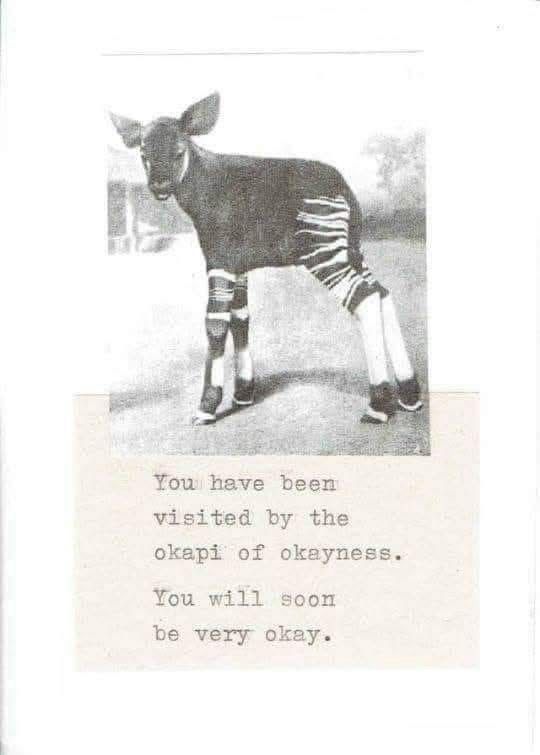 A black and white photo or drawing of an okapi. The meme-like text below it says, “You have been visited by the okapi of okayness.
You will soon be very okay.”