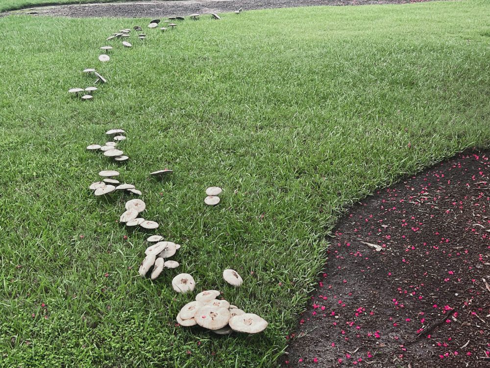 photo of a bunch of little mushrooms almost making a full circle