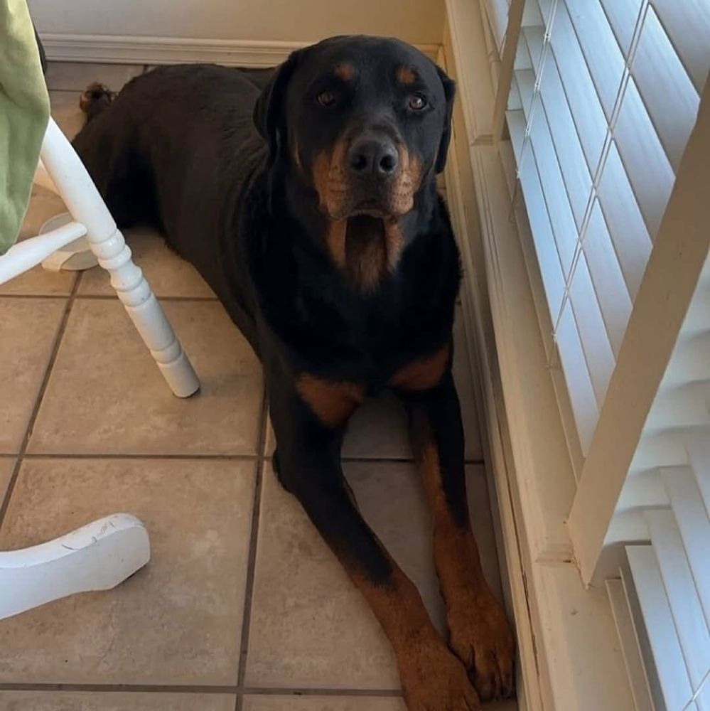 A picture of Chop