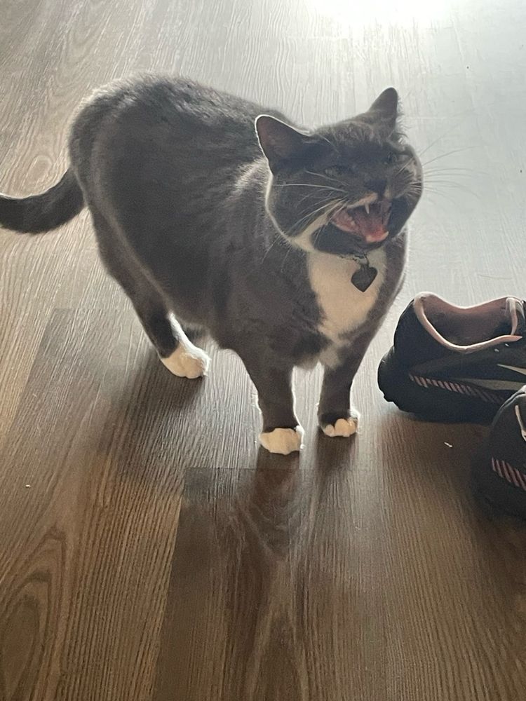 Fig the gray and white cat screaming next to a shoe