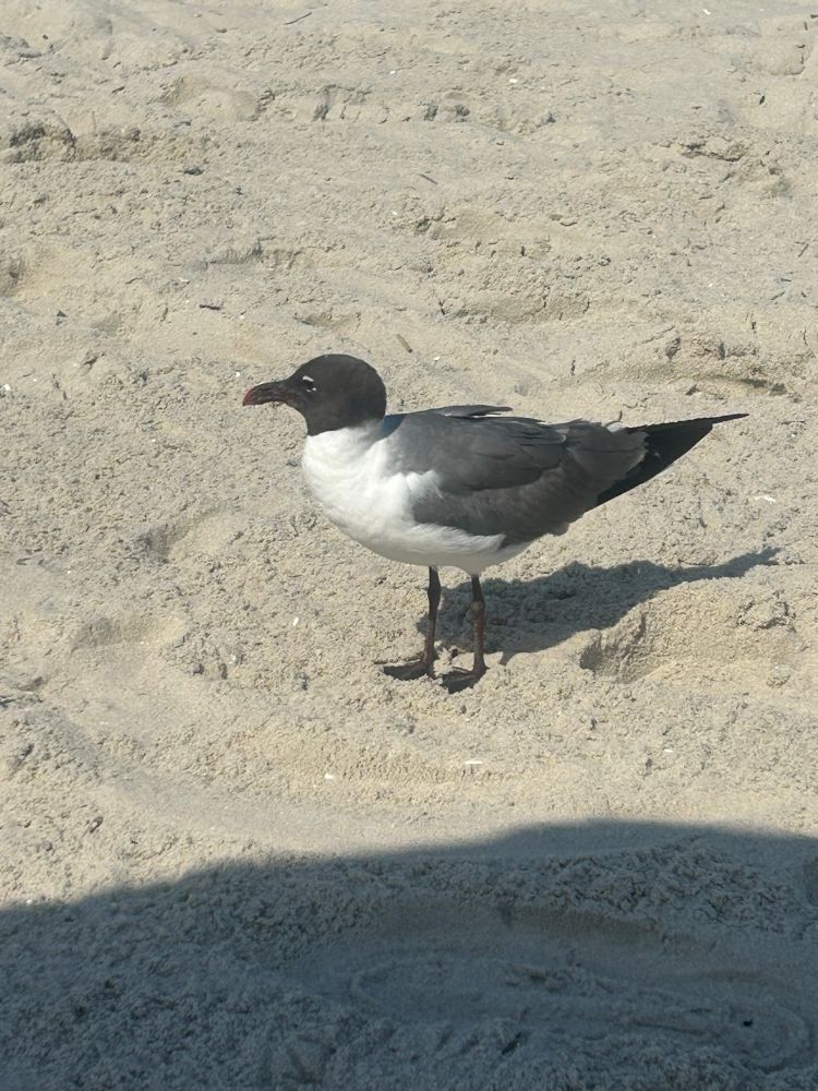 A black/gray and white seagull standing on the beach looking away dramatically 