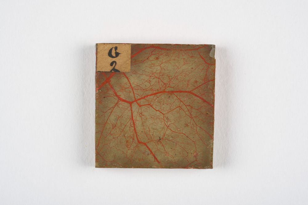A square microscope slide with a beige background and an overlying network of red blood vessels. In the top left corner, a small label reads "G 2" in handwritten text. The slide shows signs of age, with minor chips and wear along the edges.