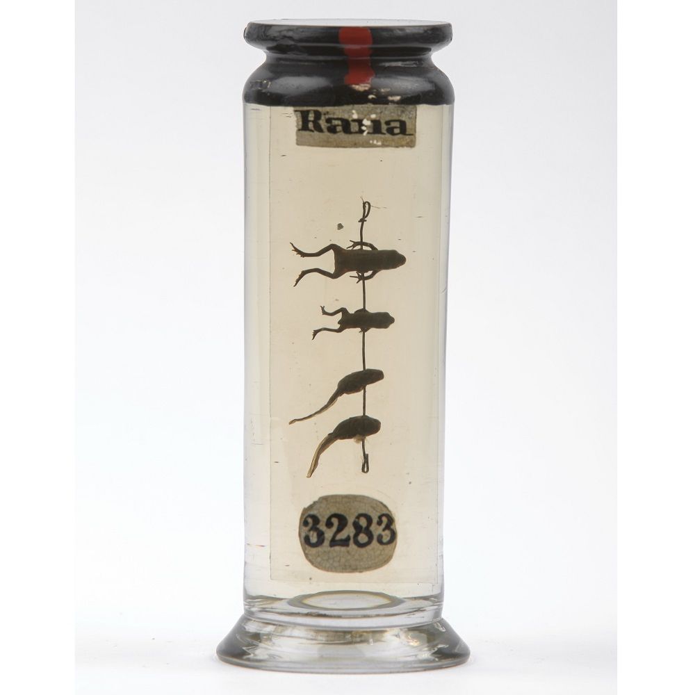 Glass Specimen pot, labelled '3283' and 'Rana', containing four individual specimens threaded onto a piece of wire in a vertical column suspended in fluid. The specimens show the development of a frog, at the bottom is a tadpole, at the top is a young frog.
