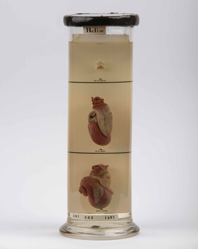 A cylindrical glass container filled with a clear liquid, containing three preserved snail specimens positioned at different levels. Each specimen is labeled with letters 'a', 'b', and 'c'. The container has a black lid and a base marked with the numbers 301, 302, and 1391. The label at the top reads 'helix'