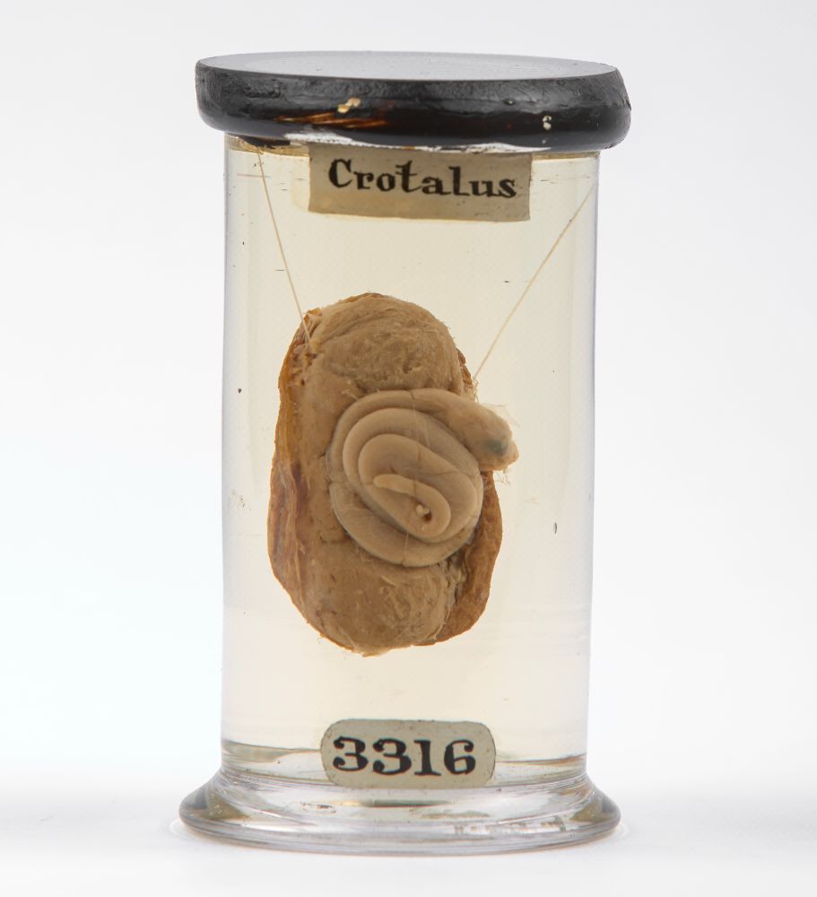 A glass container filled with clear liquid containing a specimen of a rattlesnake embryo. The label at the top of the container reads "Crotalus" and the label at the bottom reads "3316". The embryo is coiled and visible within an internal egg structure.