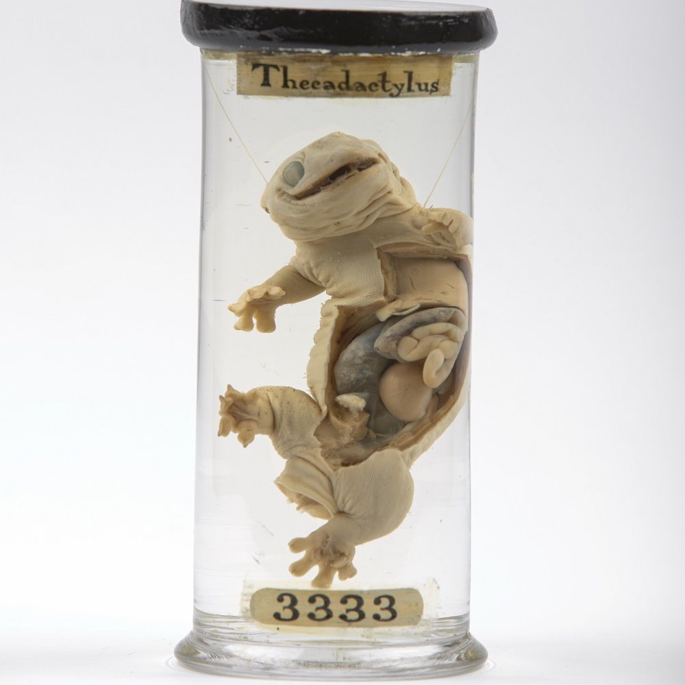 Glass specimen pot labelled '3333' and 'Thecadactylus' containing a gecko specimen with a dissected abdomen suspended in fluid