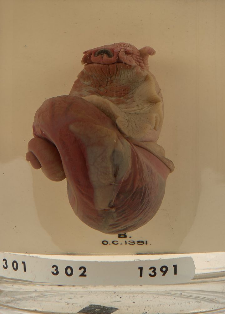 A close up of the bottom specimen - A Roman snail with the shell removed