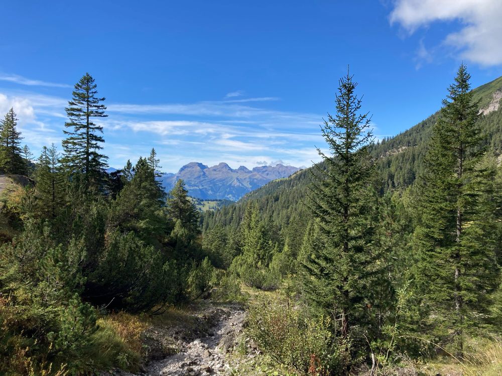 Blick in die Landschaft, Nadelbäume, Berge, blauer Himmel, paar Wolken. 