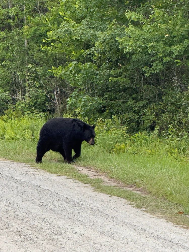 Black bear standing on the side of the road