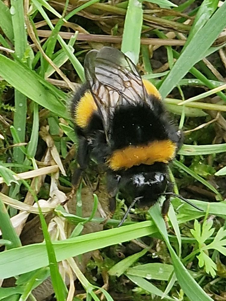 Buff-tailed bumblebee