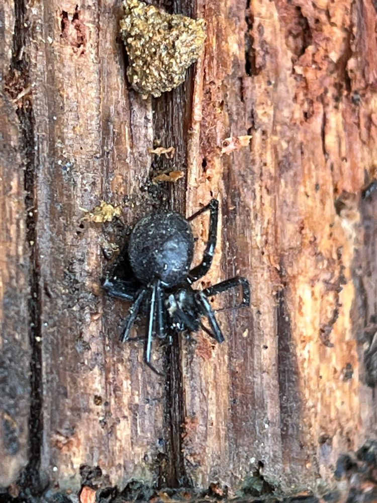 False widow spider