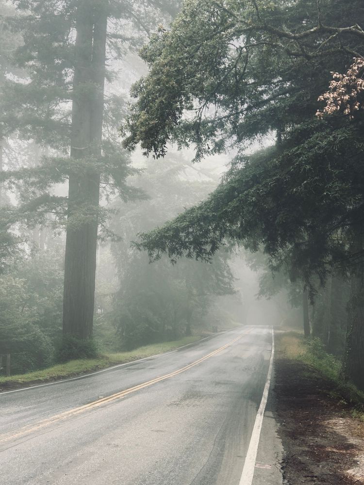A road running into the horizon through a foggy pine forest. 