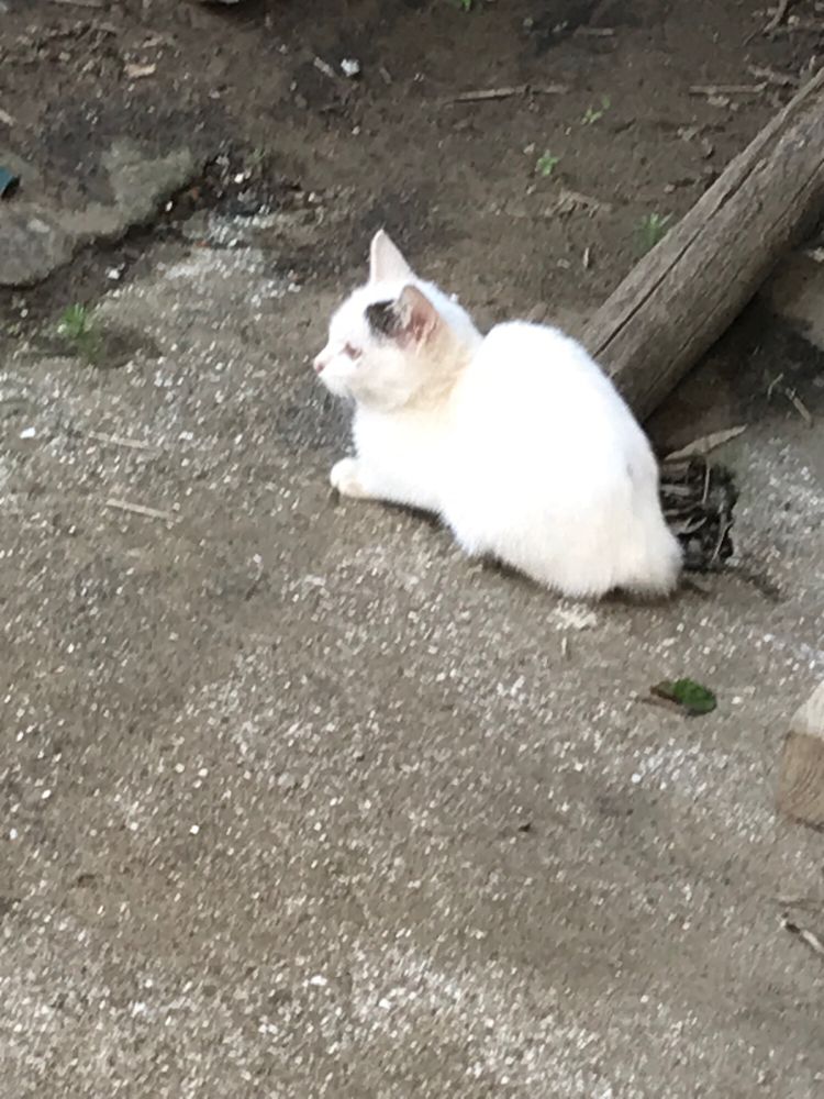 子猫の写真。しゃがんで横を向いている。白い体で耳の付け根に黒っぽいぶち模様。