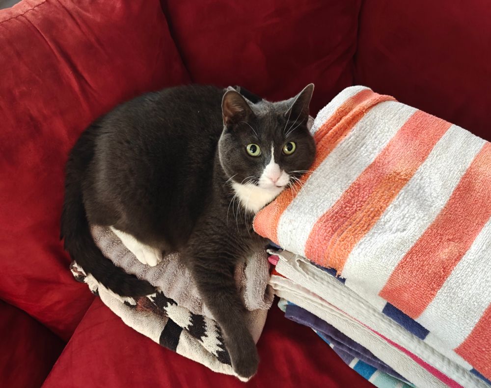 Fuzzler, a grey and white tuxedo cat with big green eyes sits atop a stack of towels piled on a red couch 