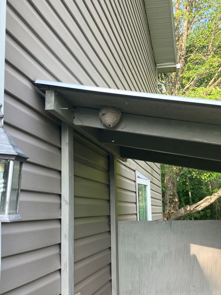 A wasp’s nest a little larger than a softball under a ledge attached to my house.