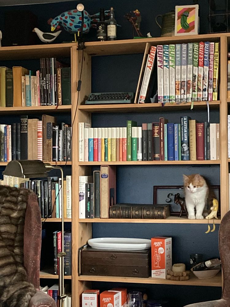 An orange and white kitten on the middle shelf of a wall of bookcases.