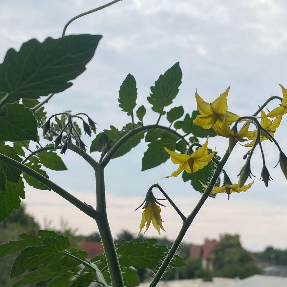 Blühende Tomatenpflanze