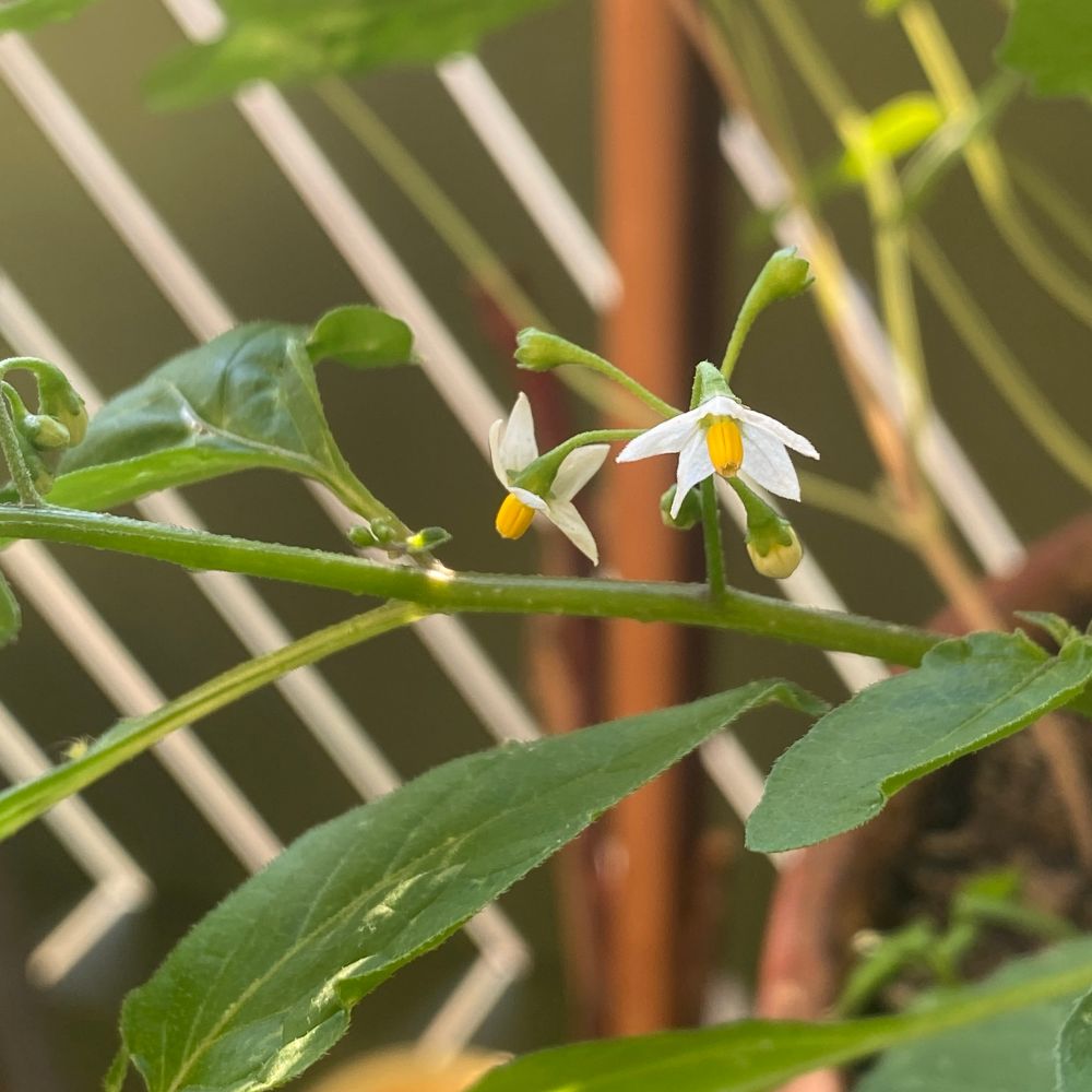 Blüten vom Schwarzen Nachtschatten 