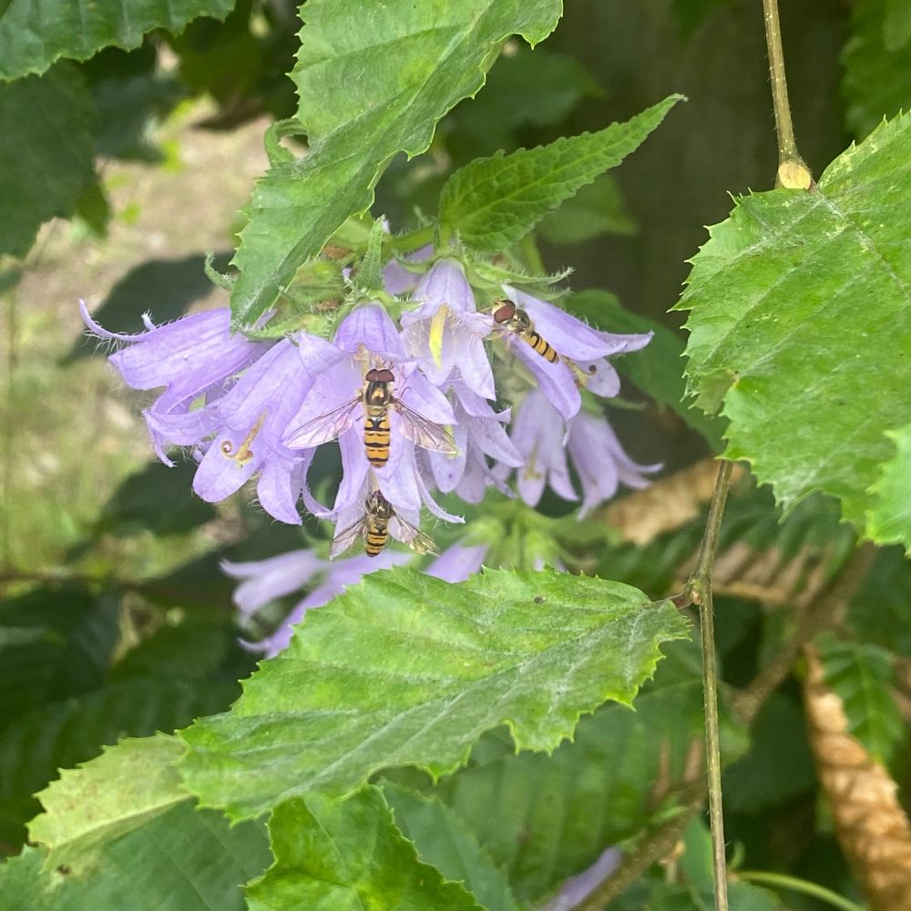 Glockenblume mit gestreiften Insekten (Wildbienen?). 