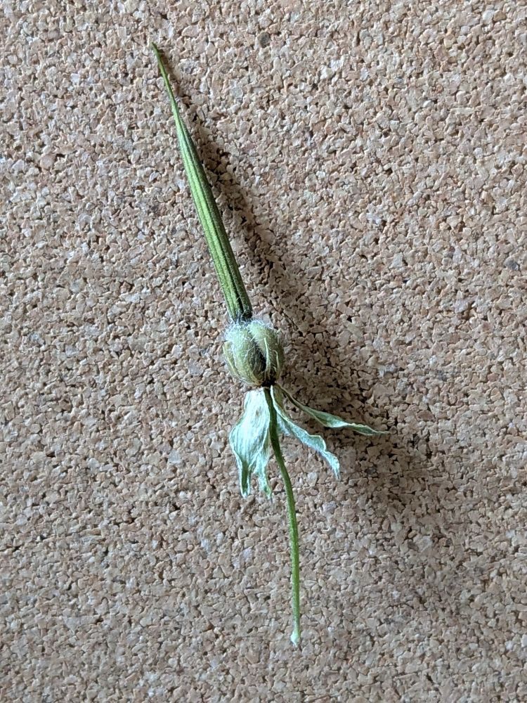 A photo of a geranium pod that looks similar to a closed unbrella
