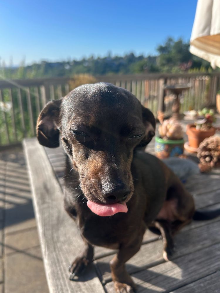 Dark brown chiweenie dog with her eyes closed and tongue partially sticking out.