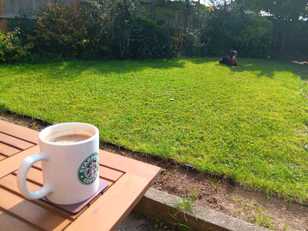 A green, sunny lawn. In the foreground there is a wooden garden table with a huge, old-style Starbucks mug on it. In the distance, a black dog lies on the boundary between sun and shade.